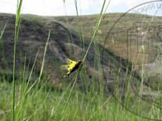 Libelloides-macaronius_стация